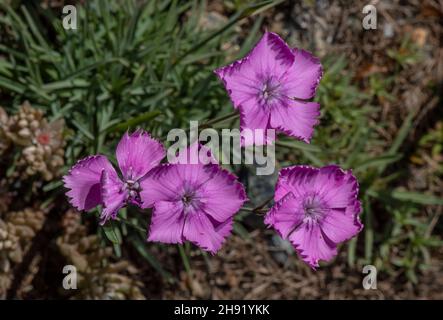 Rose cheddar, Dianthus gratianopolitanus, en fleur, Alpes françaises. Banque D'Images