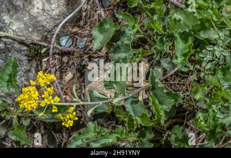 Alyssum alpin, Alyssum alpestre, en fleur dans les Alpes. Banque D'Images