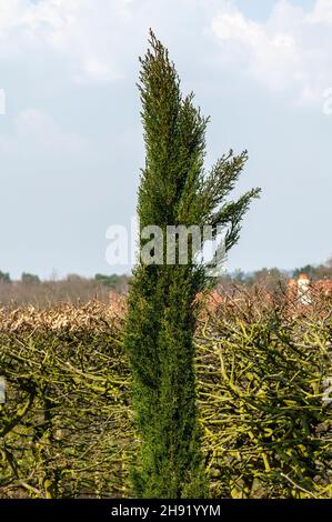 Cupressus sempervirens une plante d'arbre ornemental à feuilles persistantes communément connue sous le nom de cyprès italien, image de stock photo Banque D'Images