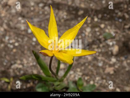 Tulipe sauvage du sud, Tulipa sylvestris ssp australis, en fleur dans les Alpes. Banque D'Images