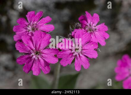 Gros plan des fleurs de Purple lychnis, Lychnis flos-jovis, dans le pré. Banque D'Images