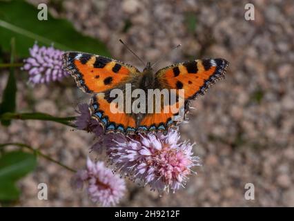 Petit tortoiseshell, Aglais urticae, papillon visitant les fleurs du jardin. Banque D'Images