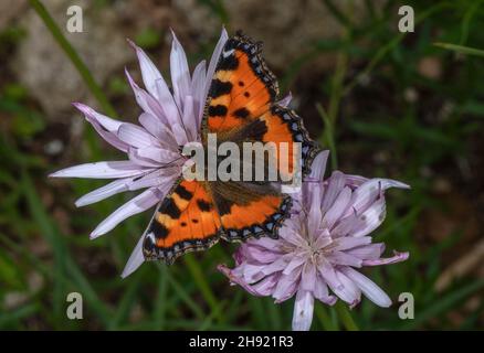 Petit tortoiseshell, Aglais urticae, papillon visitant la fleur de jardin, Podospermum roseum. Banque D'Images