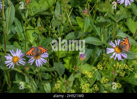 Petit tortoiseshell, Aglais urticae, papillons visitant les fleurs du jardin, Aster spp. Banque D'Images