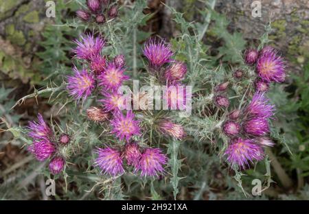 Thistle pyrénéenne, Carduus carlinoides en fleur dans les Pyrénées. Banque D'Images