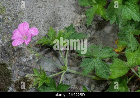 Crane's-bill français, Geranium endresimi en fleur, Alpes françaises. Banque D'Images