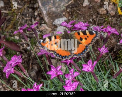 Petit tortoiseshell, Aglais urticae, papillon visitant la fleur de jardin, Dianthus gratianopolitanus 'la Bourboule'. Banque D'Images