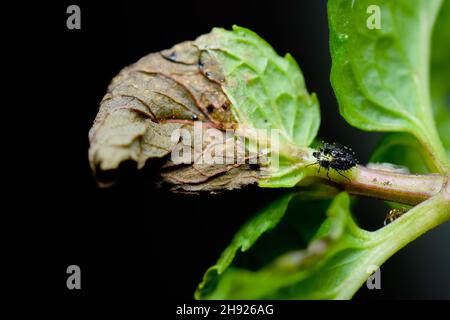 Les Tingidae, qui est la famille des petits insectes communément connus sous le nom de punaises de dentelle, moulent d'insecte sur la plante avec la feuille endommagée de la plante de menthe. Banque D'Images