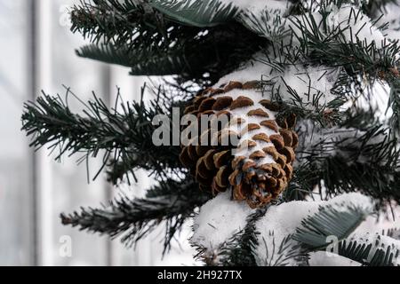 Un cône de cèdre de pin est suspendu d'un arbre de Noël vert, tous couverts de neige.Gros plan du cône. Banque D'Images