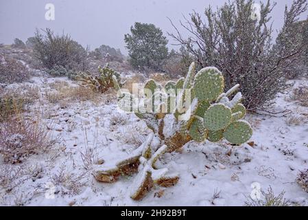 Blizzard dans le Haut désert.Une tempête de neige qui a explosé dans le haut désert de la vallée de Chino en Arizona.Les particules de l'image tombent en fait de la neige Banque D'Images