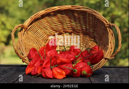 Panier de Bhut Jolokia frais Chili Ghost Peppers à la campagne marché agricole Banque D'Images