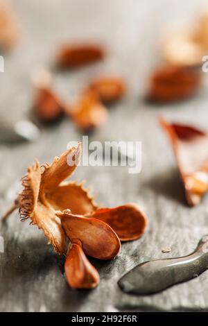 Gros plan à angle bas d'un fruit à faisceau ouvert avec trois graines et des gouttelettes d'eau allongées sur un fond d'ardoise légère dans la lumière de la fenêtre latérale. Banque D'Images