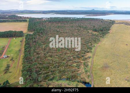 Vue aérienne de nombreux arbres soufflés par Storm Arwen (26/27 novembre 2021) dans John Muir Country Park à Dunbar, East Lothian, Écosse, Royaume-Uni Banque D'Images