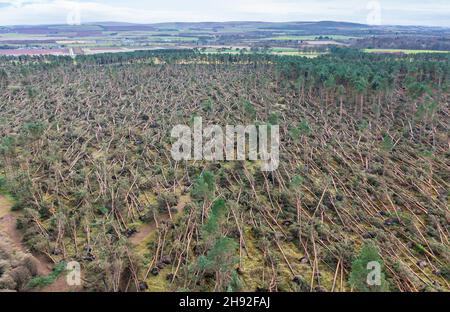 Vue aérienne de nombreux arbres soufflés par Storm Arwen (26/27 novembre 2021) dans John Muir Country Park à Dunbar, East Lothian, Écosse, Royaume-Uni Banque D'Images