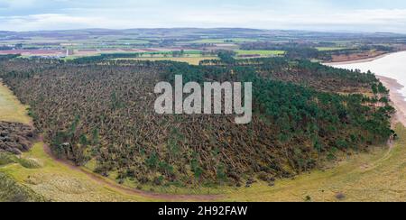 Vue aérienne de nombreux arbres soufflés par Storm Arwen (26/27 novembre 2021) dans John Muir Country Park à Dunbar, East Lothian, Écosse, Royaume-Uni Banque D'Images