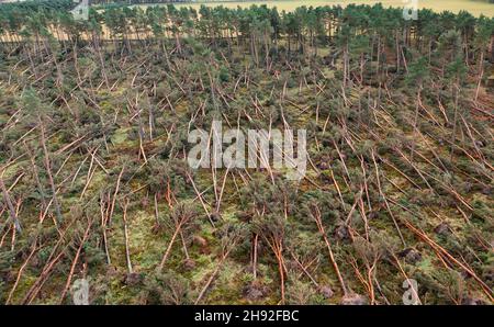 Vue aérienne de nombreux arbres soufflés par Storm Arwen (26/27 novembre 2021) dans John Muir Country Park à Dunbar, East Lothian, Écosse, Royaume-Uni Banque D'Images