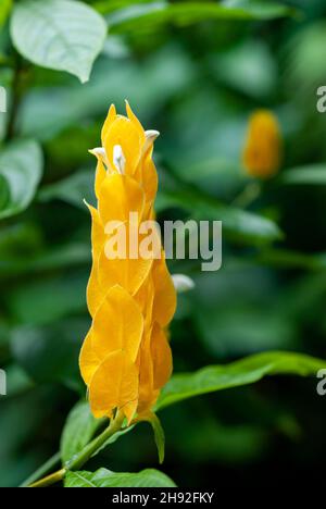 La fleur de pachystachys lutea, autrement connue sous le nom de plante de crevettes d'or ou de Lollipop Banque D'Images