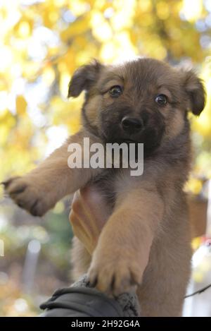 Un mignon petit chiot drôle dans ses bras contre le fond du feuillage d'automne Banque D'Images