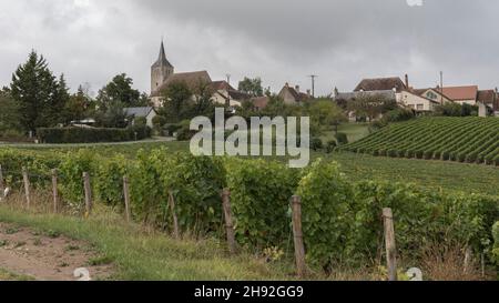 Vue sur des rangées de vignes à une église de village avec une flèche le jour d'automne froid Banque D'Images