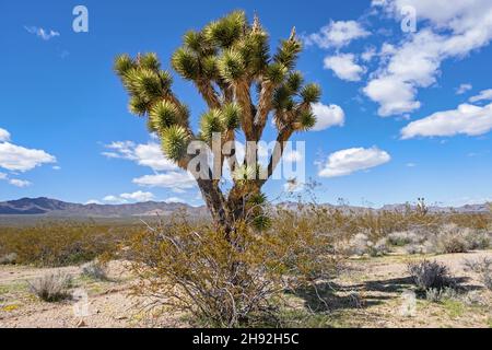 Joshua Tree / yucca Palm (Yucca brevifolia) dans la réserve nationale de Mojave dans le désert de Mojave du comté de San Bernardino, Californie, États-Unis Banque D'Images