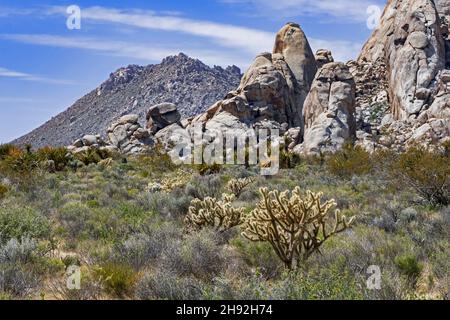 Cactus et broussailles argentés dans la réserve nationale de Mojave dans le désert de Mojave du comté de San Bernardino, Californie, États-Unis Banque D'Images