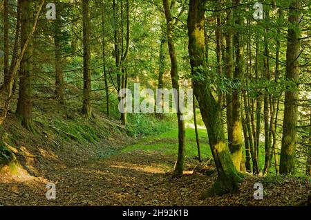 Au début de l'automne, le soleil s'est fait à travers les arbres dans les bois, avec des feuilles tombées sur le sol, dans le Perthshire, en Écosse, au Royaume-Uni Banque D'Images