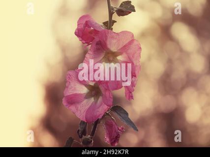 Fleur hollyhock rose vif dans le jardin.Bouillies. Banque D'Images