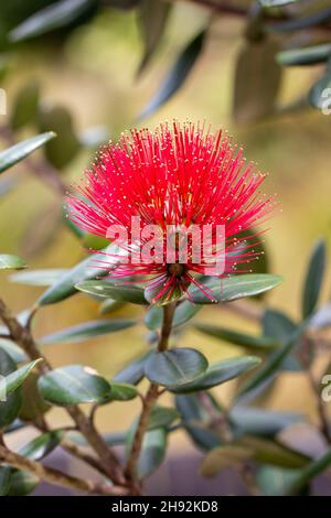 Macro de fleur de Pohutukawa, arbre de Noël de Nouvelle-Zélande Banque D'Images