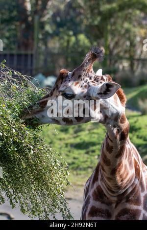 Girafe au zoo de Wellington, Nouvelle-Zélande Banque D'Images