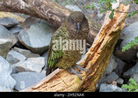 Kea (Nestor notabilis) endémique Parrot à la Nouvelle-Zélande perchée sur une branche, au zoo de Wellington Banque D'Images