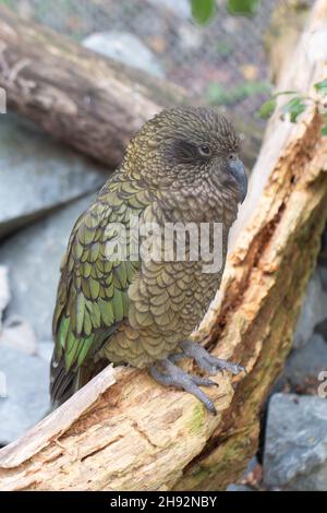 Kea (Nestor notabilis) endémique Parrot à la Nouvelle-Zélande perchée sur une branche, au zoo de Wellington Banque D'Images