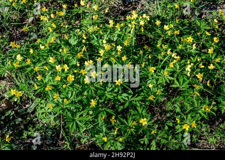 Beaucoup de fleurs jaunes délicates de Ranunculus repens plante communément connue sous le nom de coupe de beurre rampant, pied de biche rampant ou sitfast, dans une forêt ensoleillée Banque D'Images