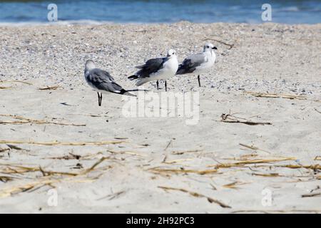 Mouettes sur la plage de Tybee Island, Géorgie, Etats-Unis Banque D'Images