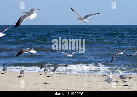 Mouettes sur la plage de Tybee Island, Géorgie, Etats-Unis Banque D'Images