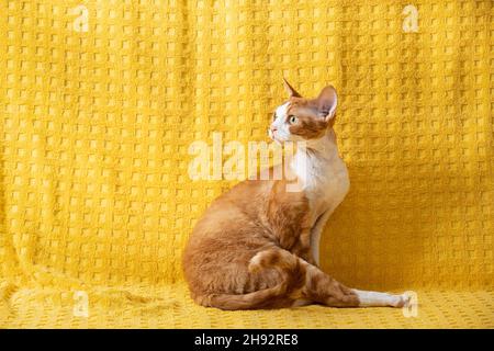 Drôle de Red Ginger Devon Rex Cat posant sur Plaid. Chat à poil court de race anglaise sur fond de Plaid jaune. Animal de compagnie Shorthair Banque D'Images