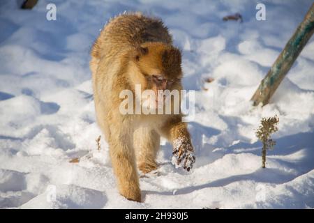 Macaque de Barbarie explorant la neige Banque D'Images