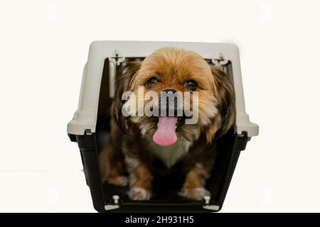 Mignon chien brun pékinois dans sa boîte pour chiens de camion isolée sur un fond blanc Banque D'Images