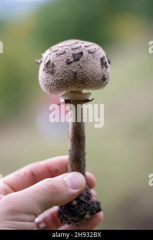 Femme tenant un jeune champignon parasol (Macrolepiota procera) dans ses mains.Gros plan.Détails. Banque D'Images