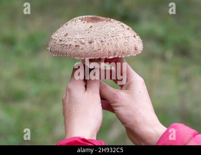 Femme tenant le champignon parasol (Macrolepiota procera) dans ses mains.Gros plan.Détails. Banque D'Images