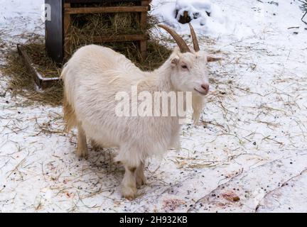 Chèvre blanc debout dans une cour enneigée et regardant à droite. Banque D'Images