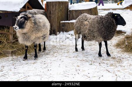 Deux moutons debout dans un jardin enneigé, regardant les différentes manières. Banque D'Images