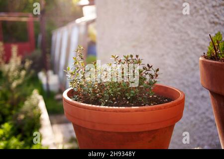 Jeune herbe de thym poussant à l'extérieur dans un jardin dans un pot de fleur au printemps Banque D'Images