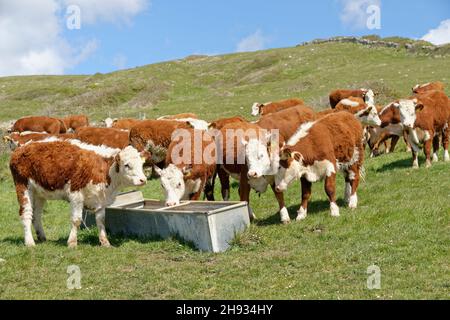 Troupeau de troupeaux de bovins d'Hereford (Bos taurus) rassemblés autour d'une cuvette d'eau sur une pente herbeuse, Durlston Country Park, Dorset, Royaume-Uni, mai. Banque D'Images