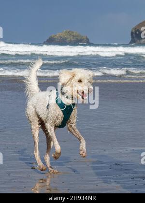 Jeune Labradoodle (Canis familiaris) tournant sur une plage délavée à vagues, Polzeath, Cornwall, Royaume-Uni, septembre. Banque D'Images