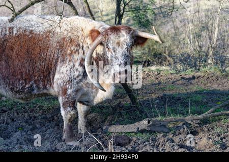 Bovins longhorn anglais (Bos taurus), vache à cornes tordues et inégales, Wiltshire, Royaume-Uni, février. Banque D'Images
