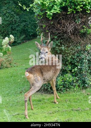 Cerf de Virginie (Capranolus capranolus) se lapiquant après avoir broué les feuilles de chèvrefeuille japonaise (Lonicera japonica) dans un jardin, Wiltshire, Royaume-Uni, septembre. Banque D'Images