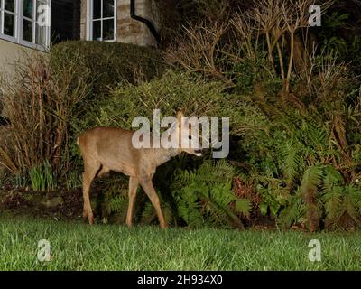 Cerf de Virginie (Capranolus capranolus) Doe traversant une pelouse de jardin la nuit près d'une maison, Wiltshire, Royaume-Uni, février.Propriété libérée. Banque D'Images