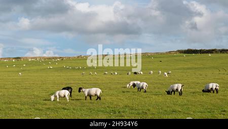 Moutons domestiques (Ovis aries) pâturages à flanc de colline, nord de Cornwall, Royaume-Uni, septembre. Banque D'Images