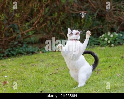 Chat en raquettes (Felis catus) jouant avec la proie de souris à queue longue (Apodemus sylvaticus) morte sur une pelouse de jardin, Wiltshire, Royaume-Uni, avril. Banque D'Images