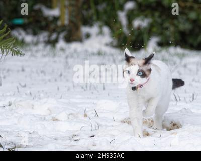 Chaton de chat en raquettes (Felis catus) traversant une pelouse de jardin couverte de neige récemment tombée, Wiltshire, Royaume-Uni, janvier. Banque D'Images